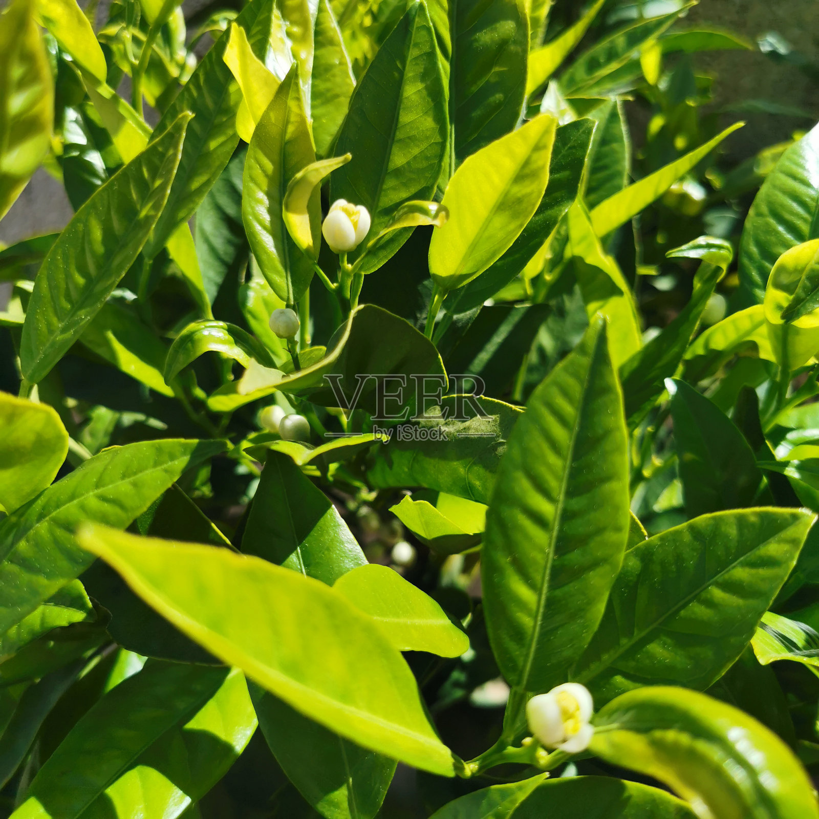 橘树上的白花照片摄影图片