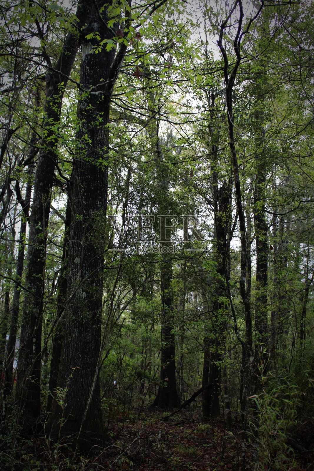 新芽在树林中照片摄影图片