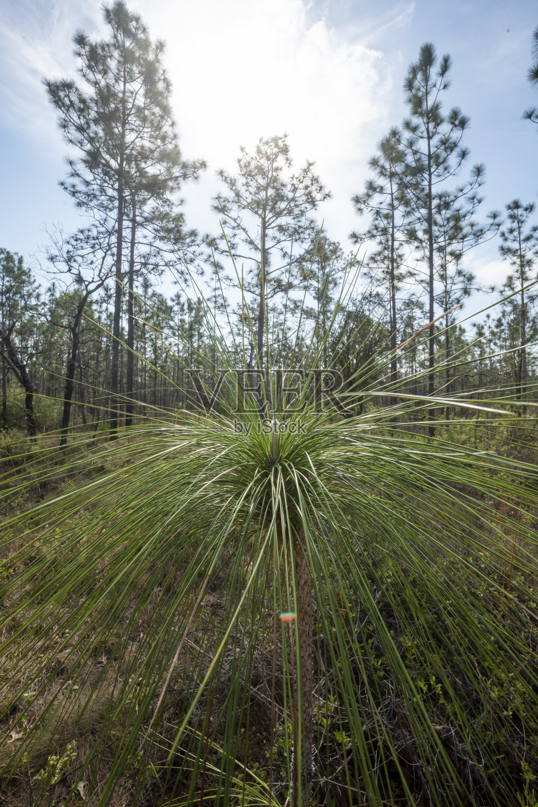 在老树的森林里的年轻长叶松的侧视图照片摄影图片