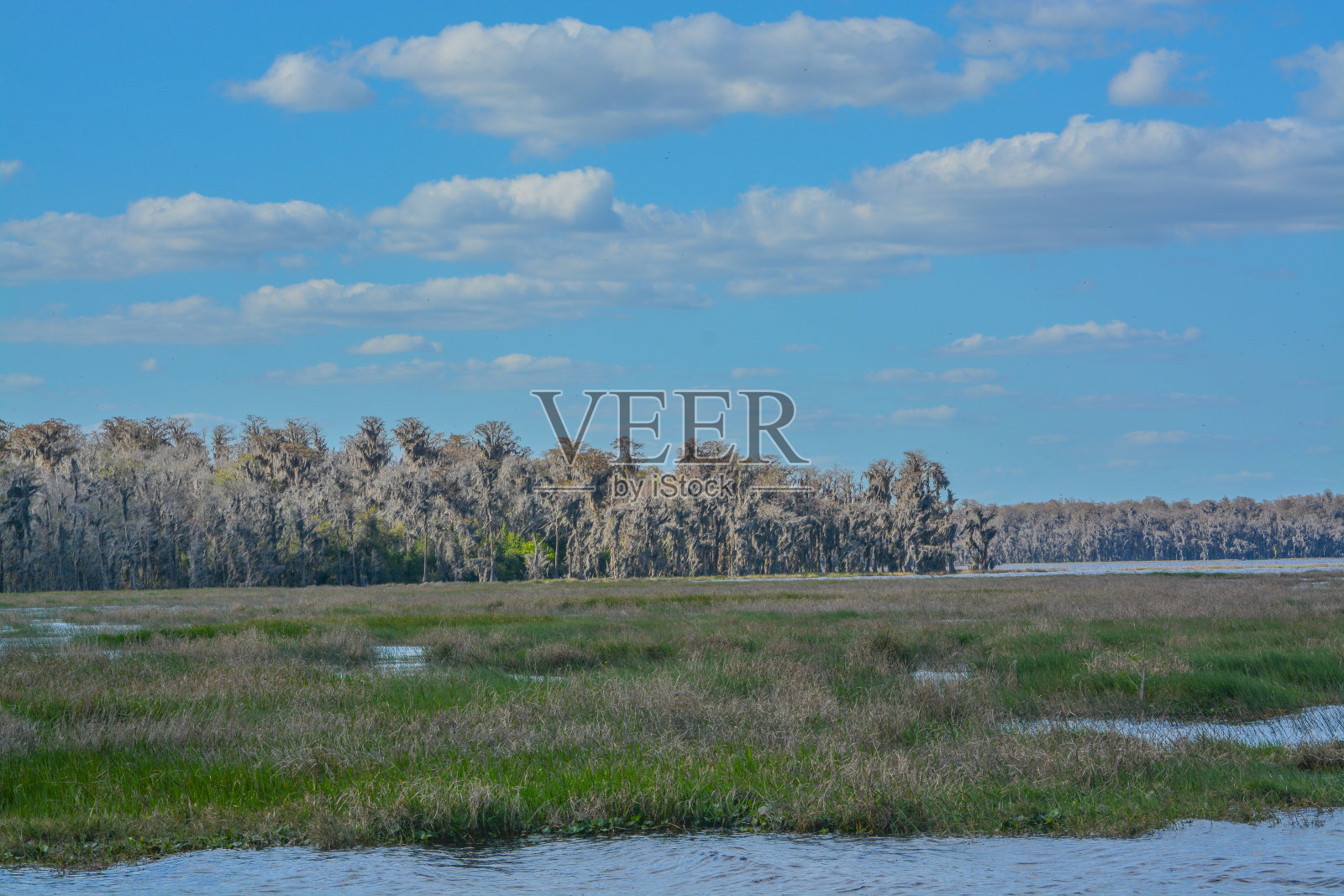 美丽的路易斯湖湿地克莱蒙特,湖县,佛罗里达州照片摄影图片
