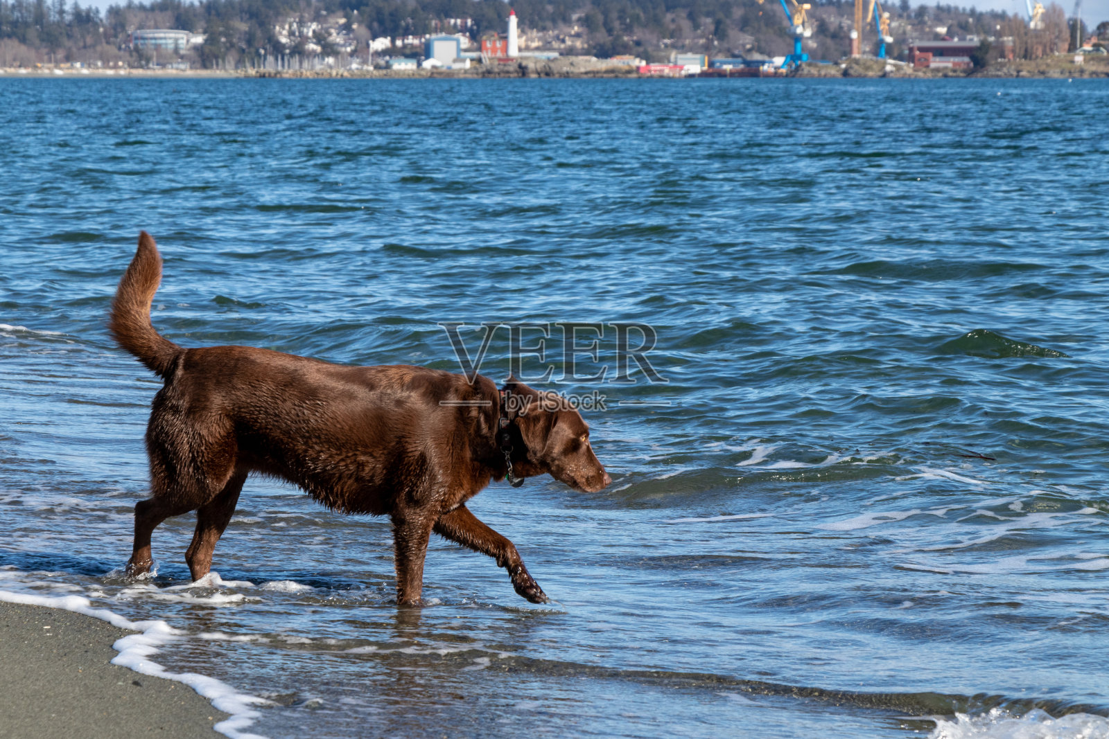 在沙滩上玩水的狗照片摄影图片
