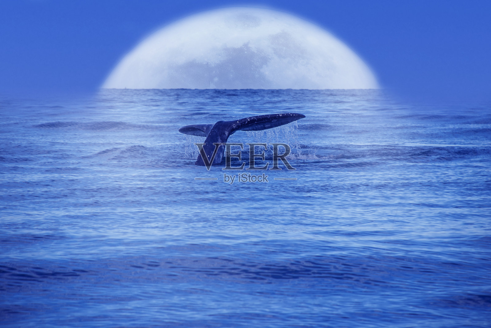 月光下大海里的鲸鱼尾巴照片摄影图片