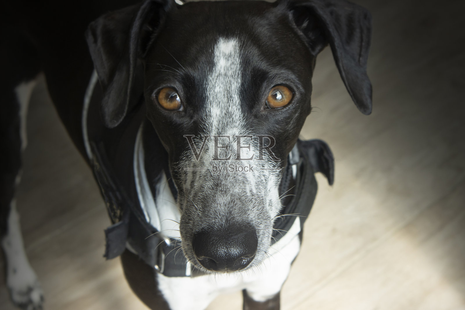 阳光工作室的肖像红宝石灰狗照片摄影图片