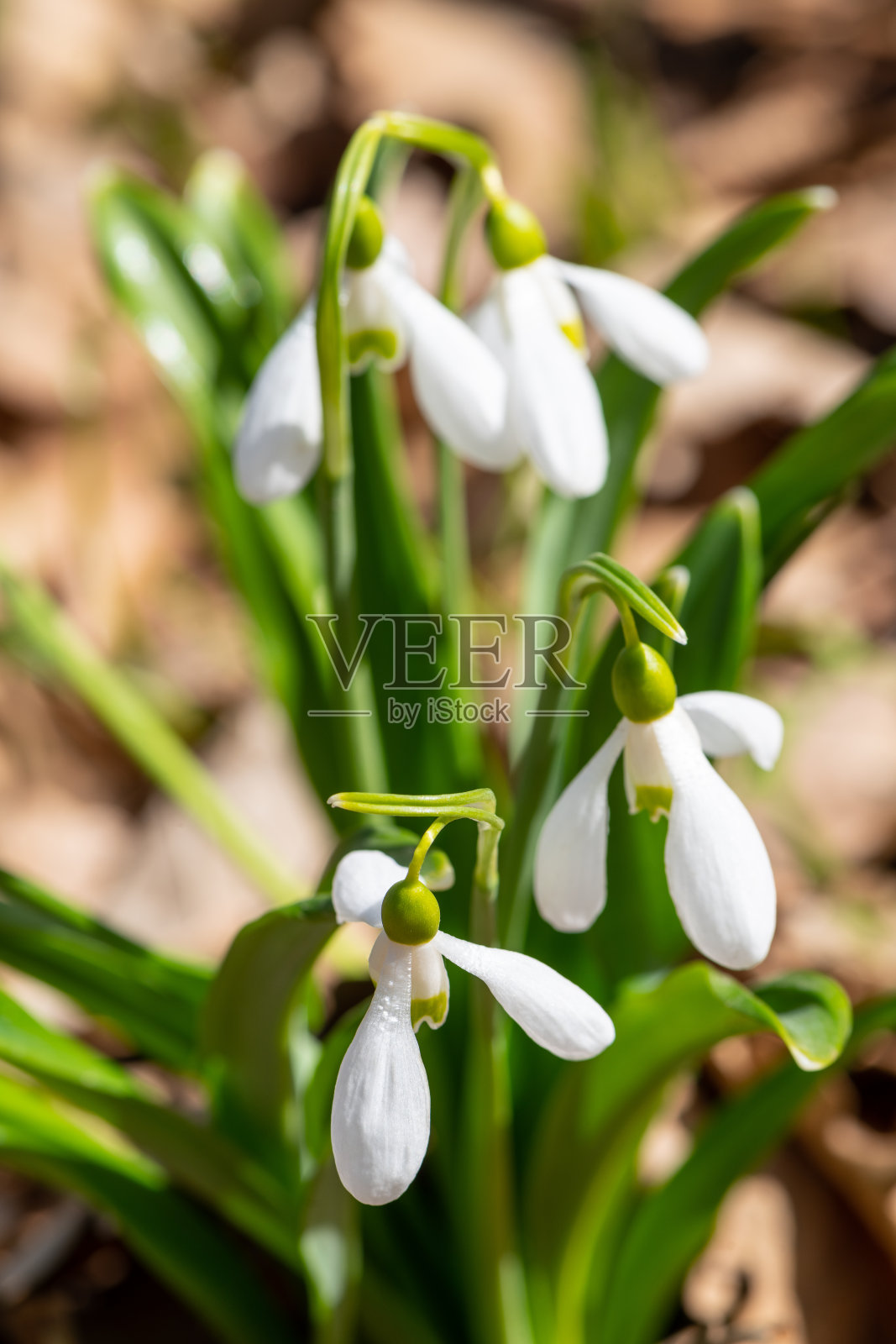 雪莲(雪花莲)在一个阳光明媚的春天照片摄影图片