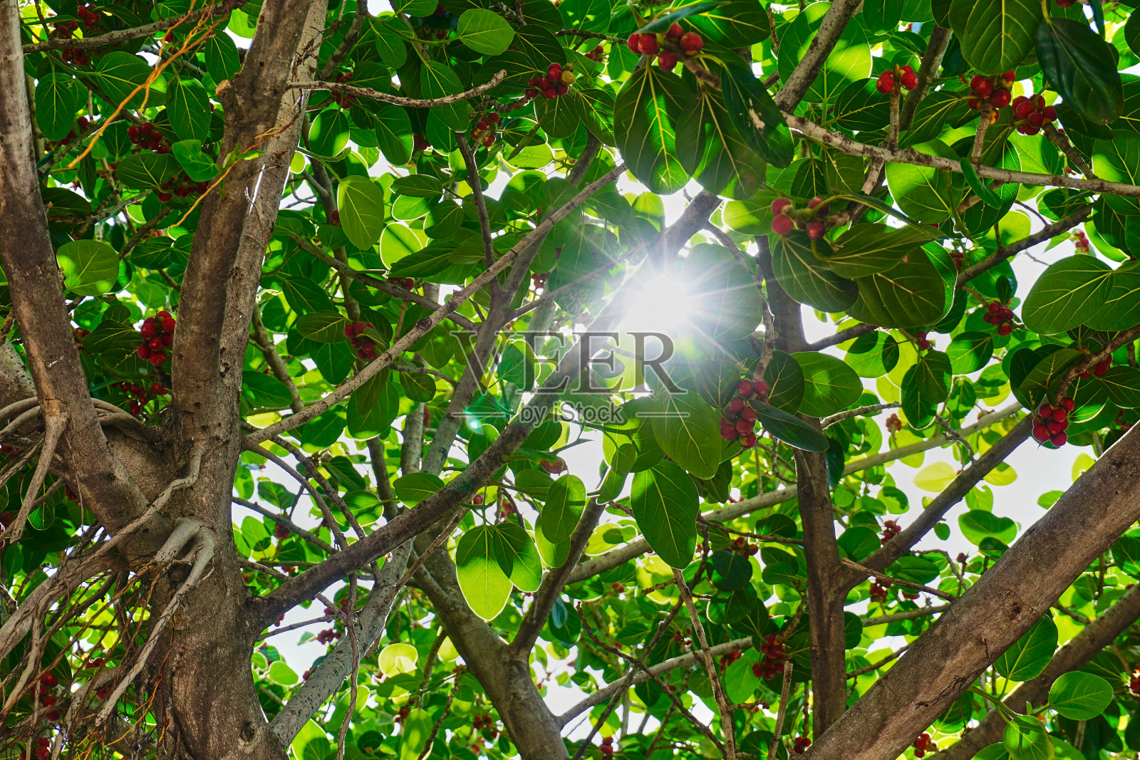 美妙的阳光透过绿叶照片摄影图片