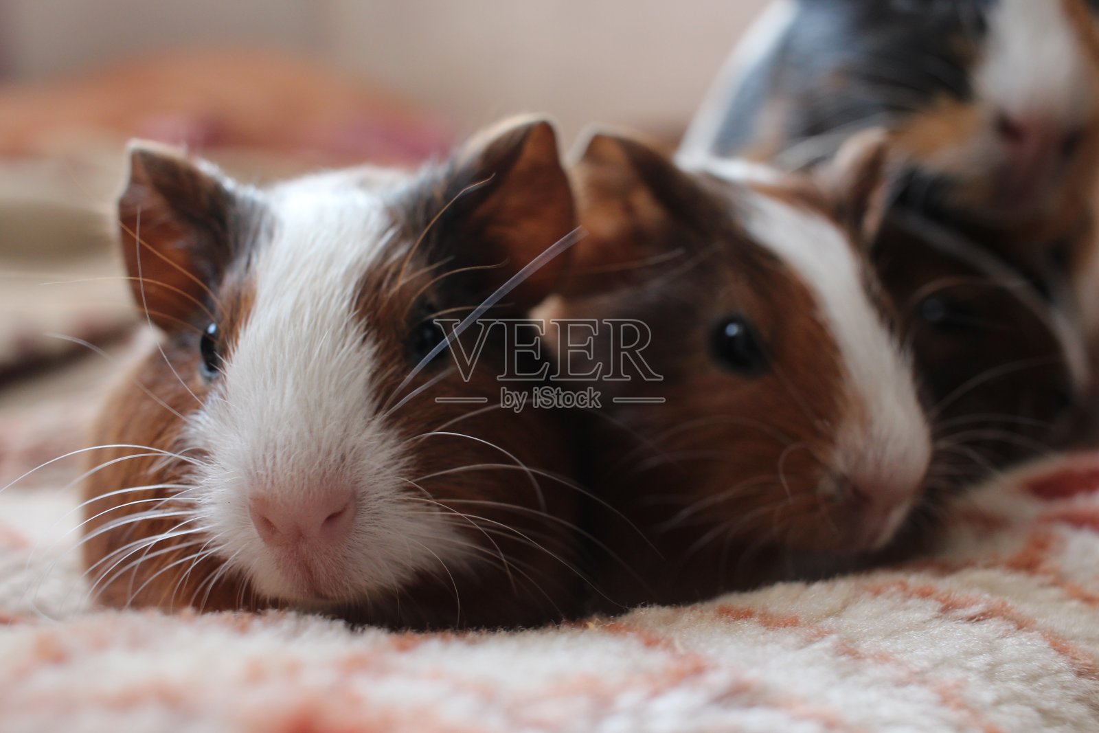 可爱的豚鼠,毛茸茸的小啮齿动物宠物照片摄影图片