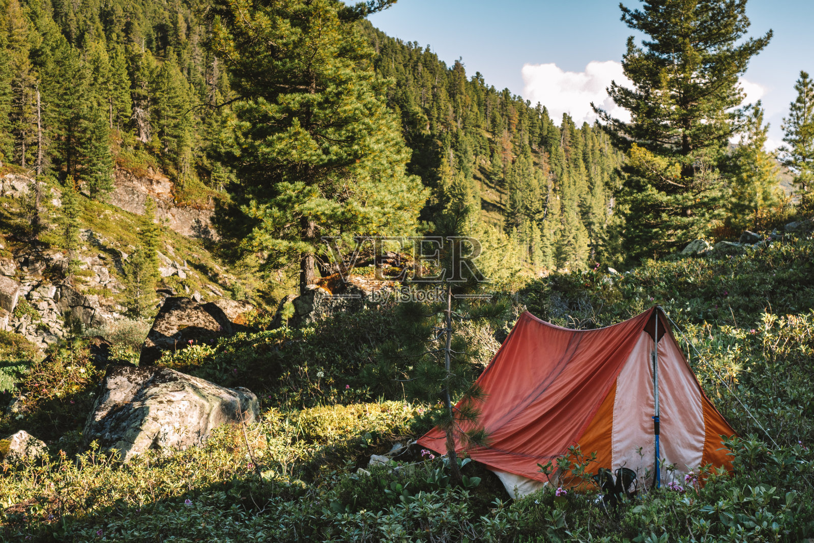 橘色的帐篷搭在山脚下绿色开花的草地上。夏天的风景。隐私、旅行和自由的概念。照片摄影图片
