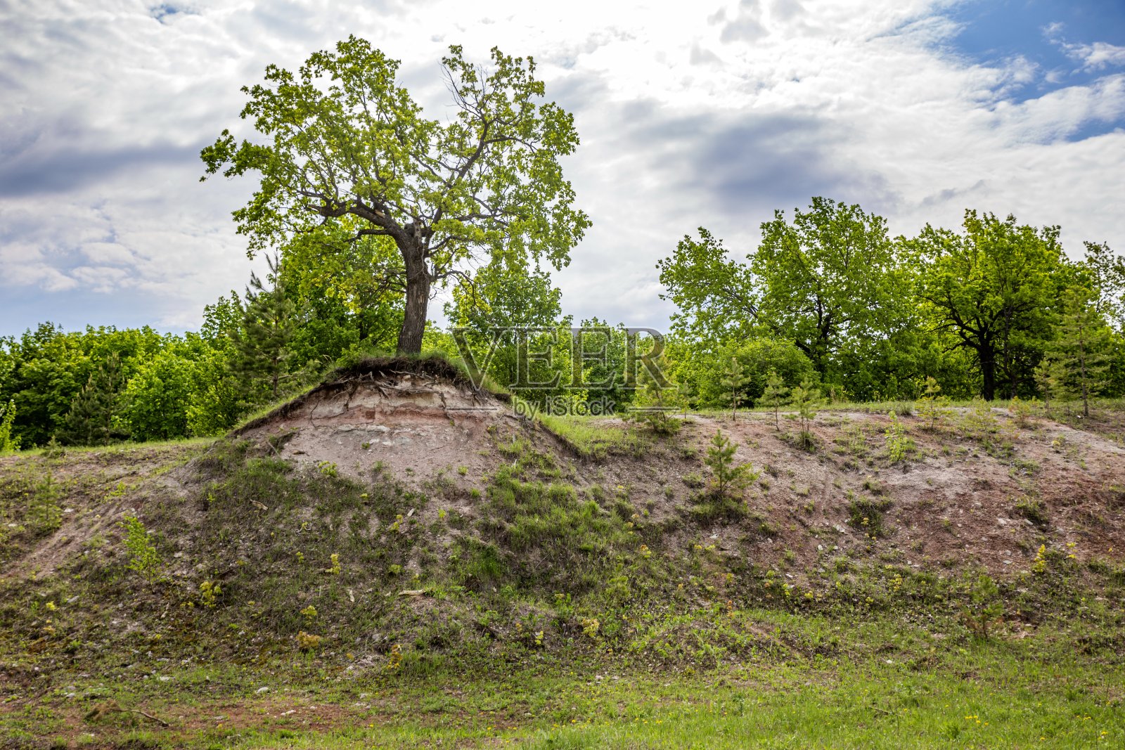 那棵树长在山坡上照片摄影图片