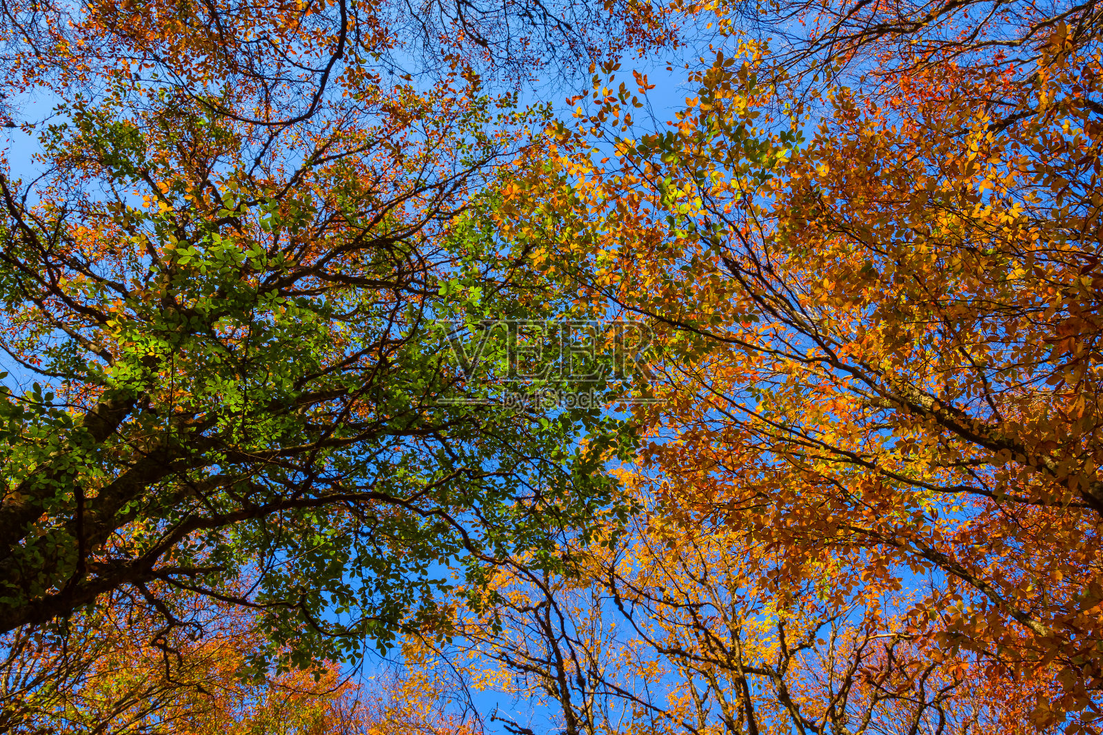 特写高秋山毛榉树在蓝天的背景照片摄影图片