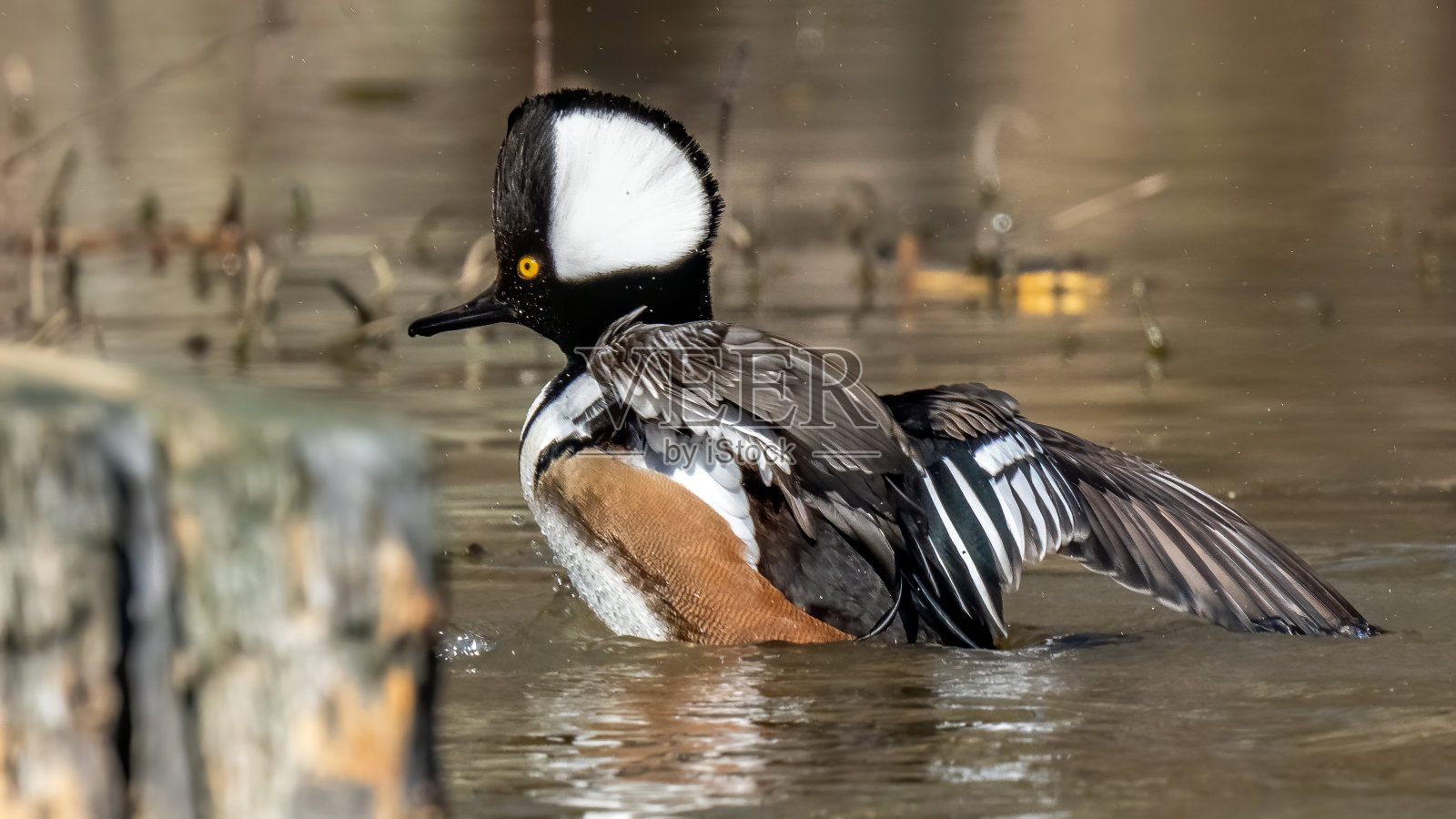冠鸟在北美东半部和太平洋西北部的森林湿地中繁殖,也可能在人们搭建巢穴箱的无树湿地中筑巢照片摄影图片