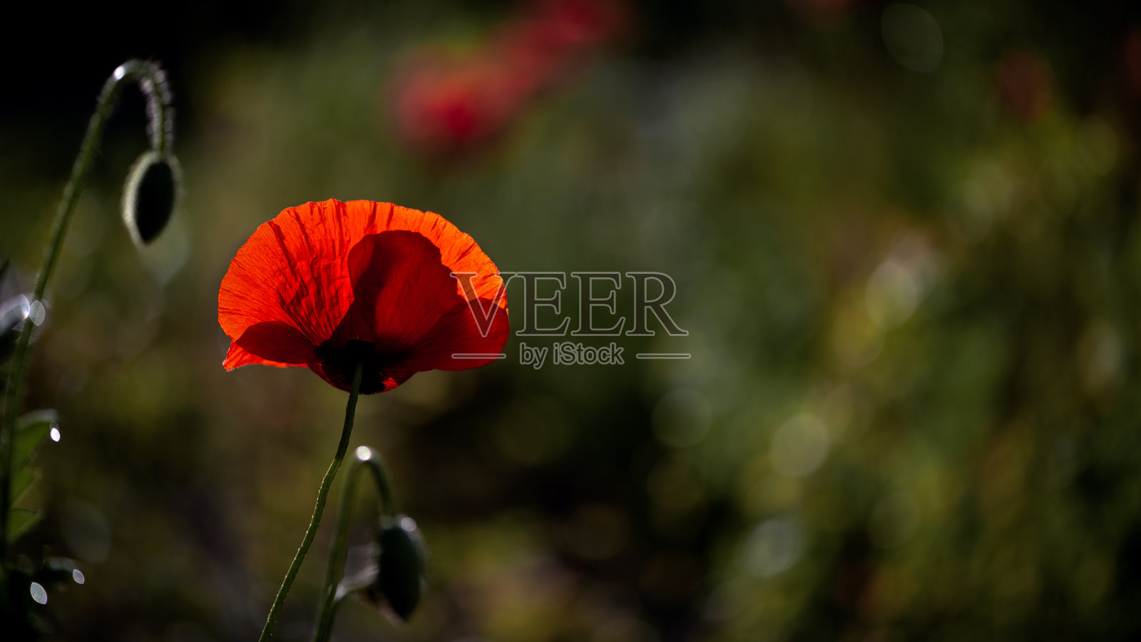 前景是一朵红色的罂粟花。一个精致的花朵。罂粟花蕾开花。照片摄影图片