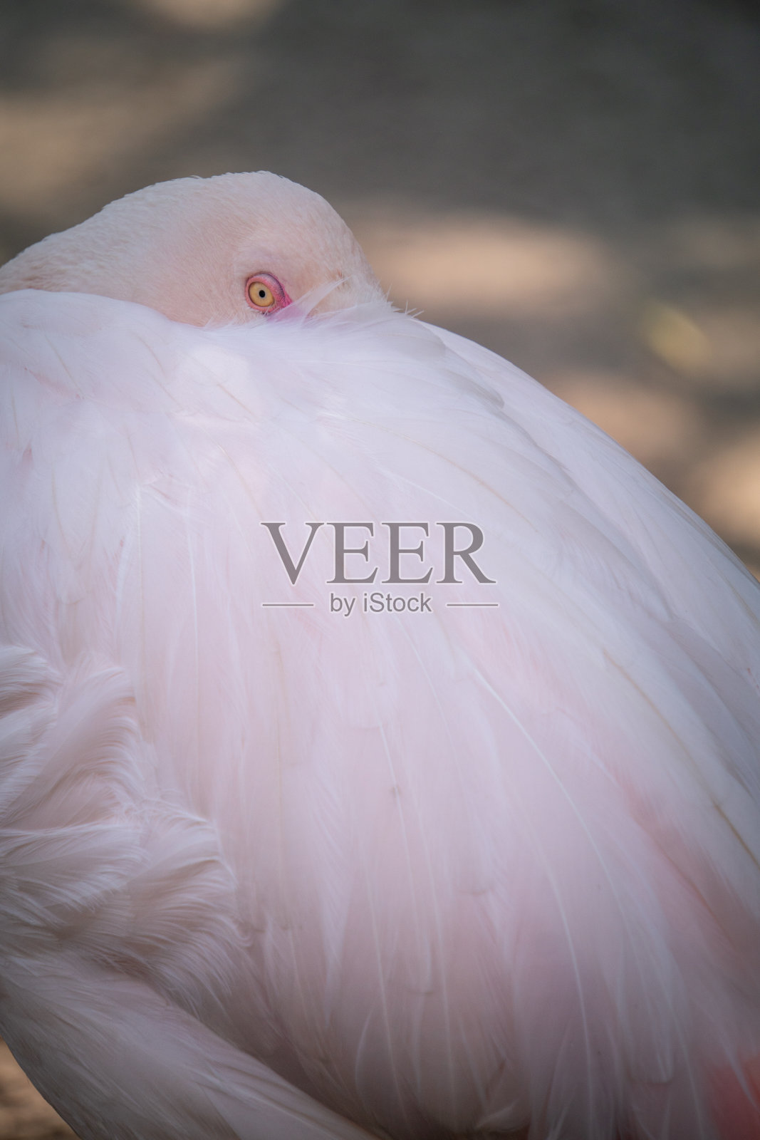 火烈鸟特写照片摄影图片