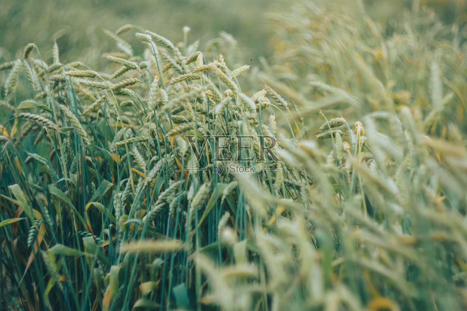 田野里的绿色小麦特写照片摄影图片