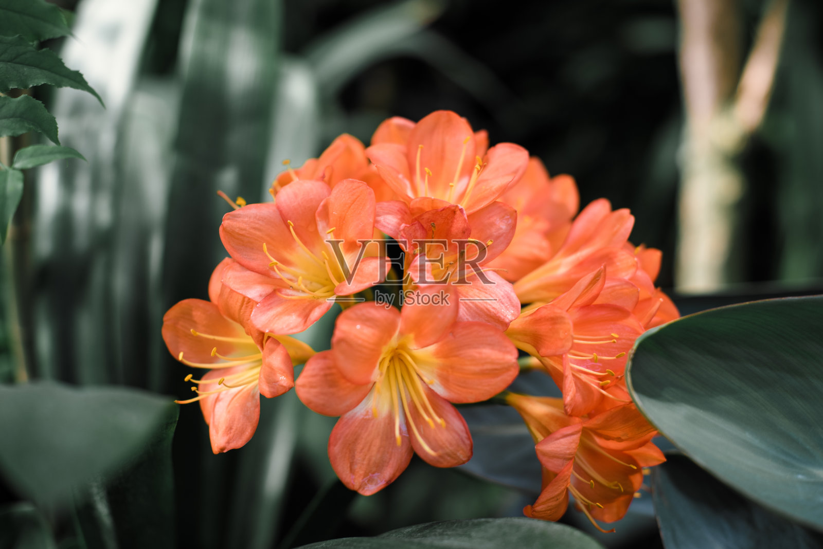 美丽的花朵和绿色的叶子合在一起照片摄影图片