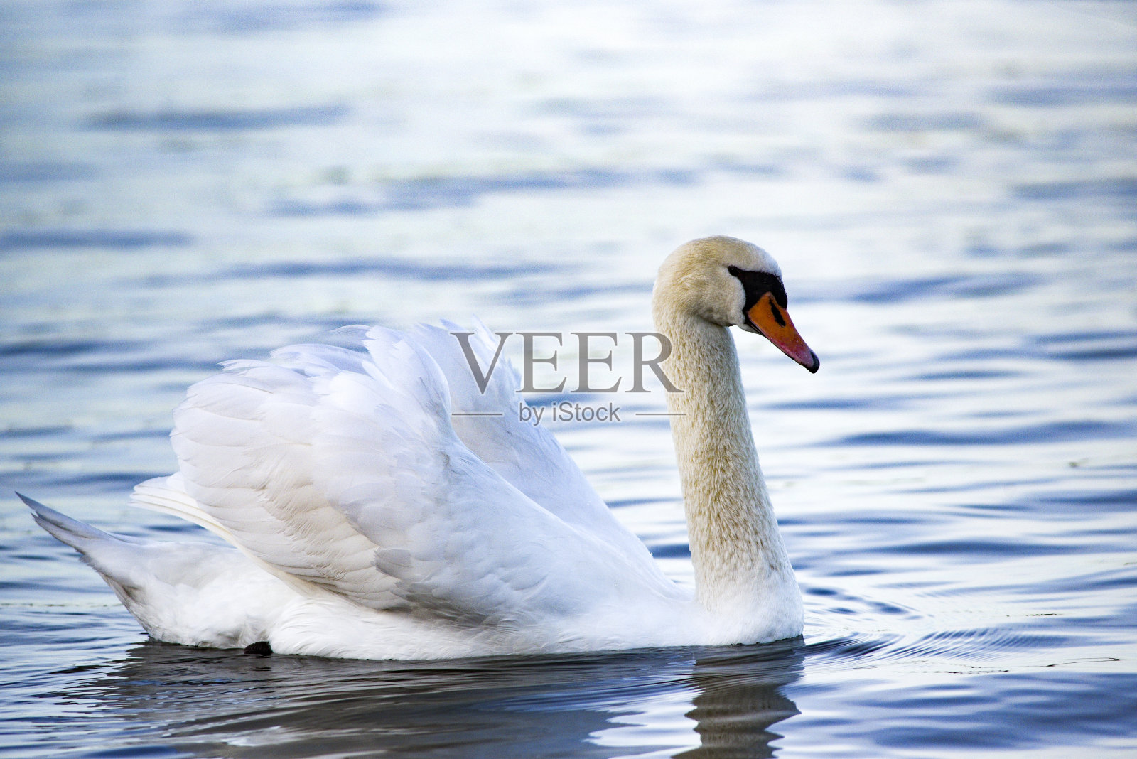 一只天鹅漂浮在湖面上。一只白天鹅的画像。照片摄影图片