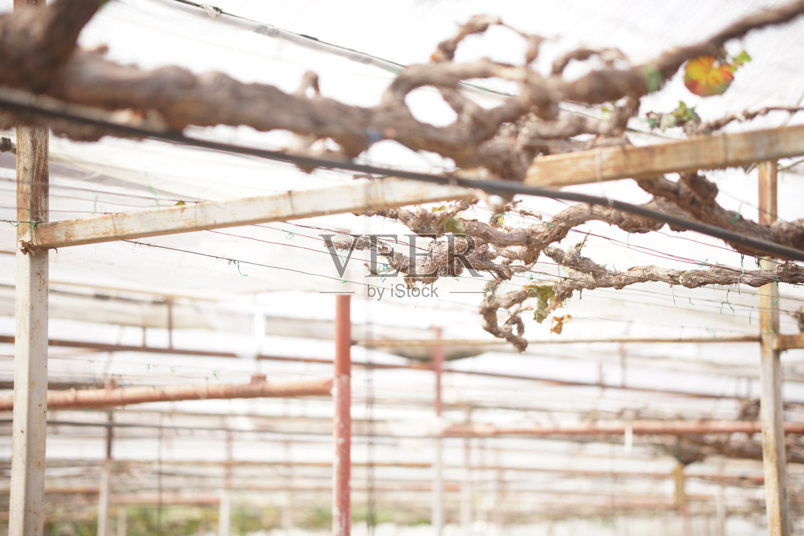 葡萄果树生长在葡萄园里照片摄影图片