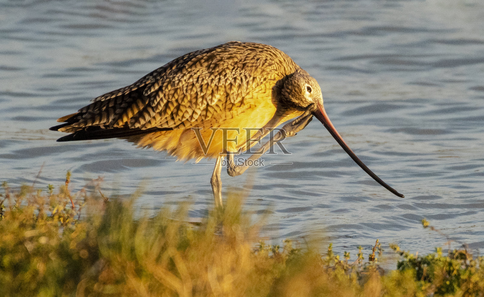 长期宣传麻鹬照片摄影图片