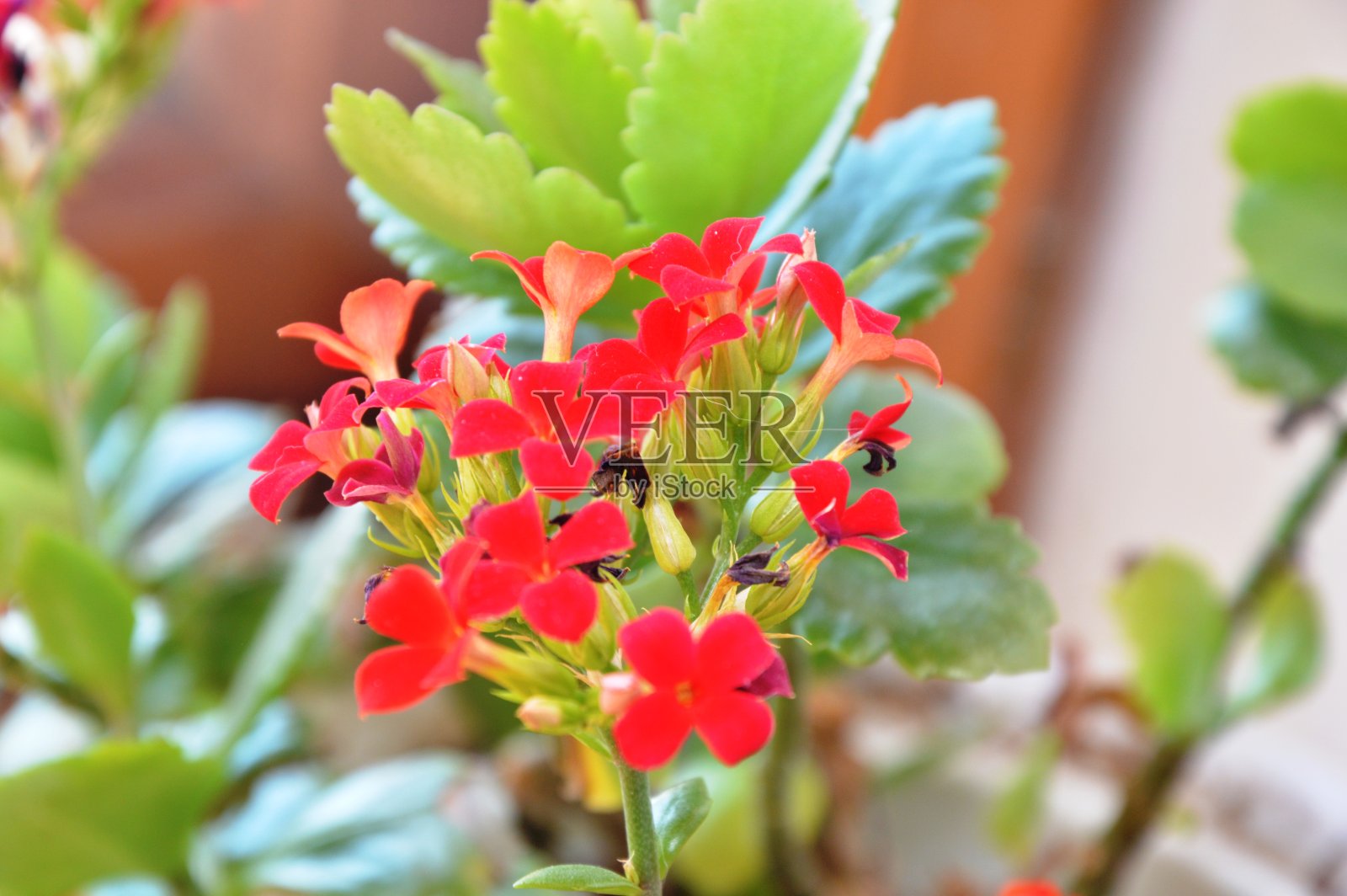 家花照片摄影图片