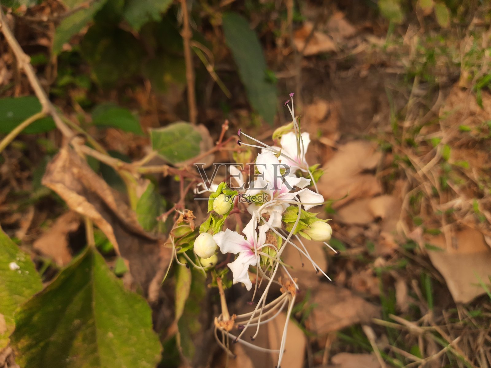 臭梧桐花。照片摄影图片