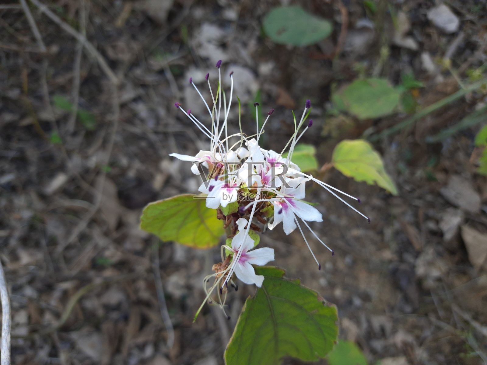 Clerodendrum trichotomum花。照片摄影图片