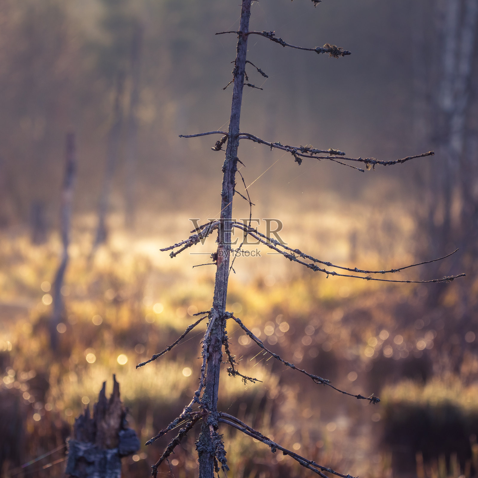 这是春天森林中央一片被洪水淹没的空地的凌乱景象。照片摄影图片