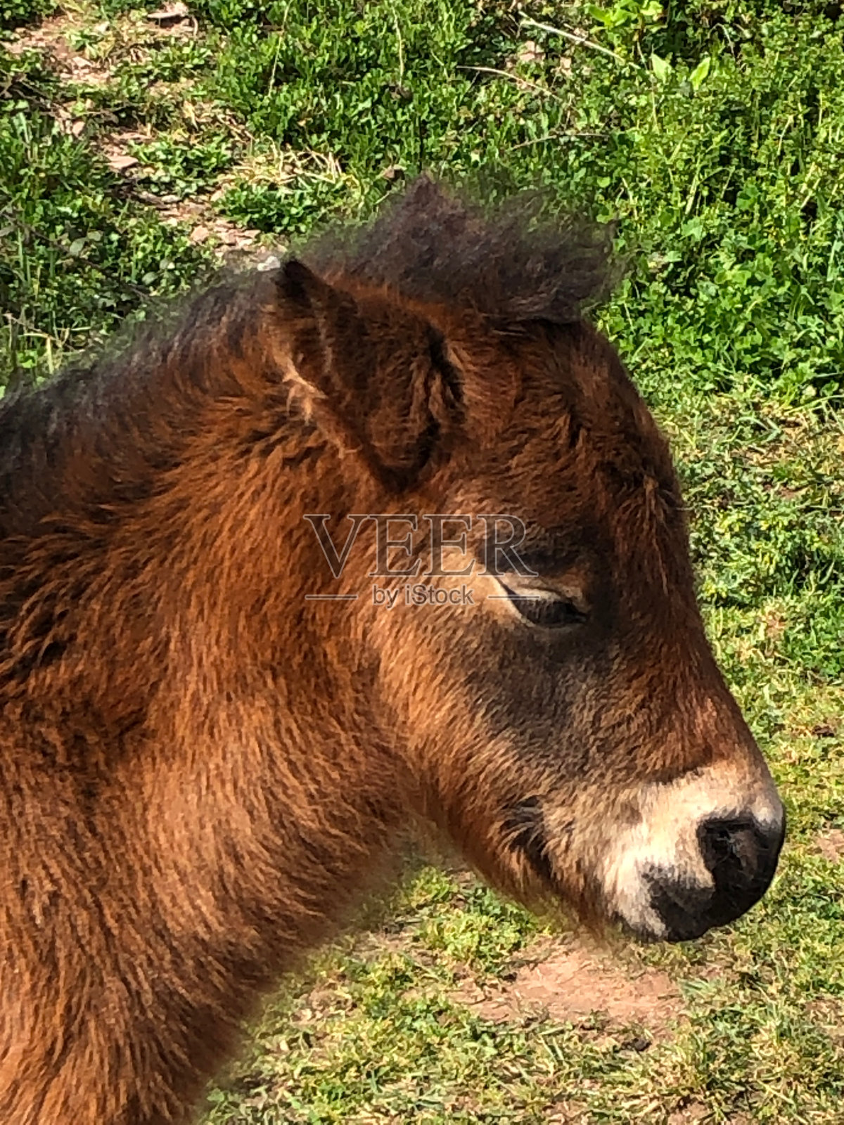 野仔照片摄影图片
