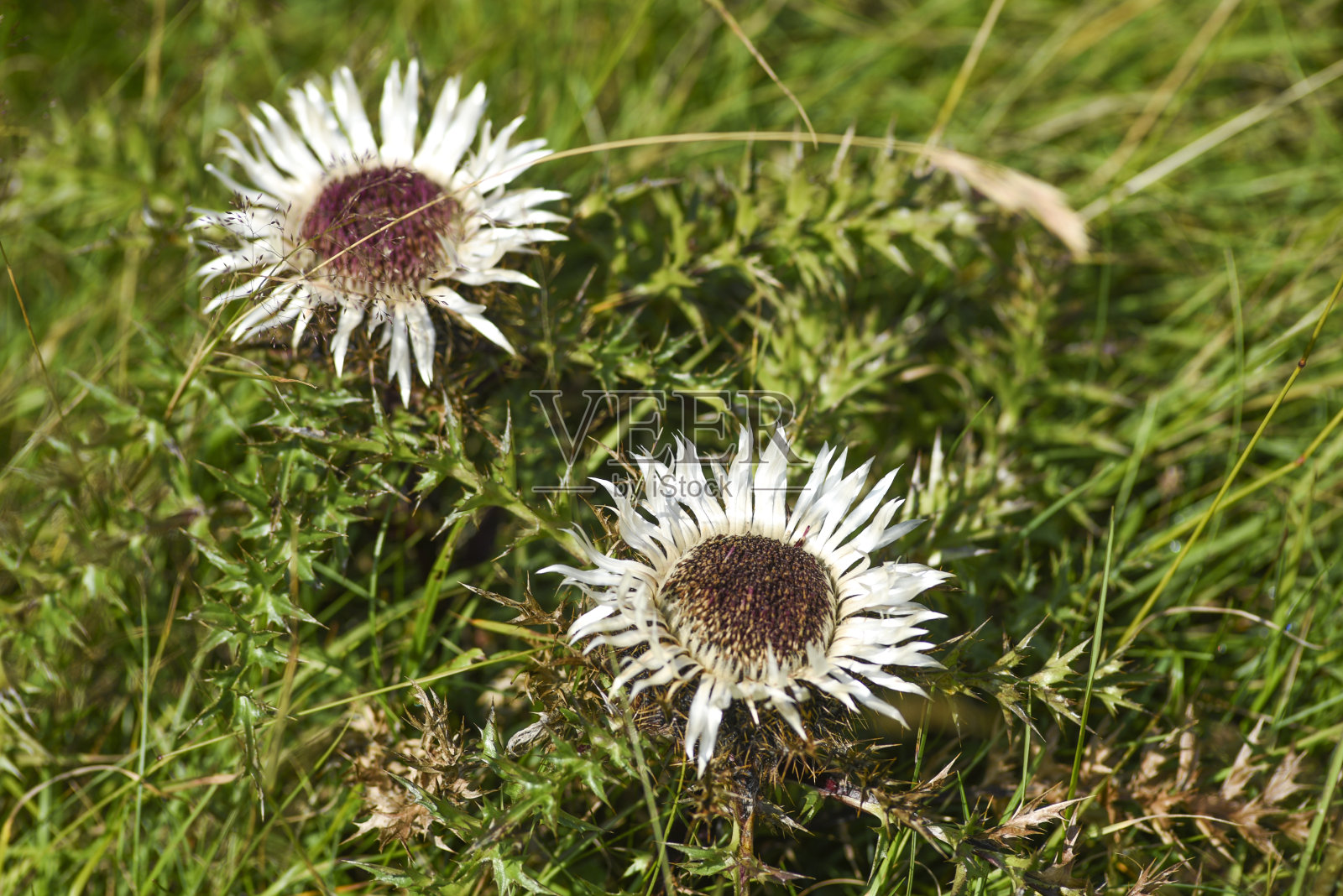 Carlina acaulis盛开在黑山Durmitor山区。照片摄影图片