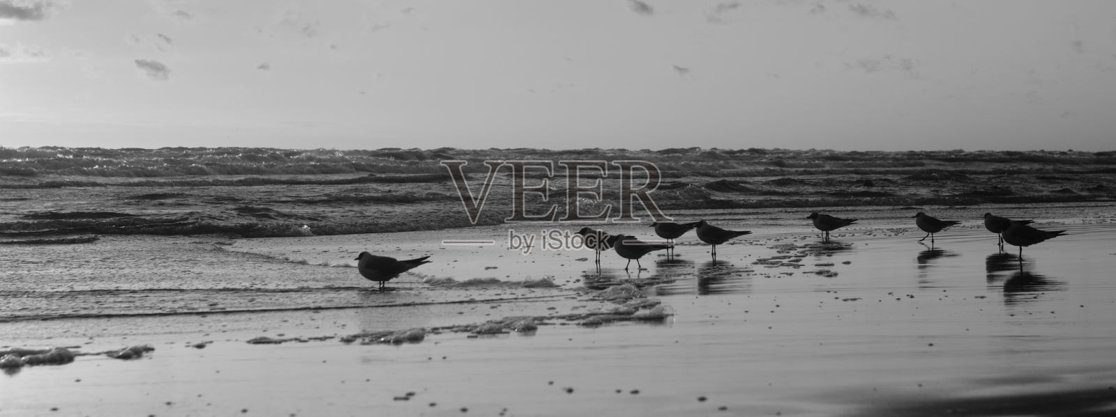 黑色和白色的照片日落在海滩上海鸥走在附近的水和享受日落照片摄影图片