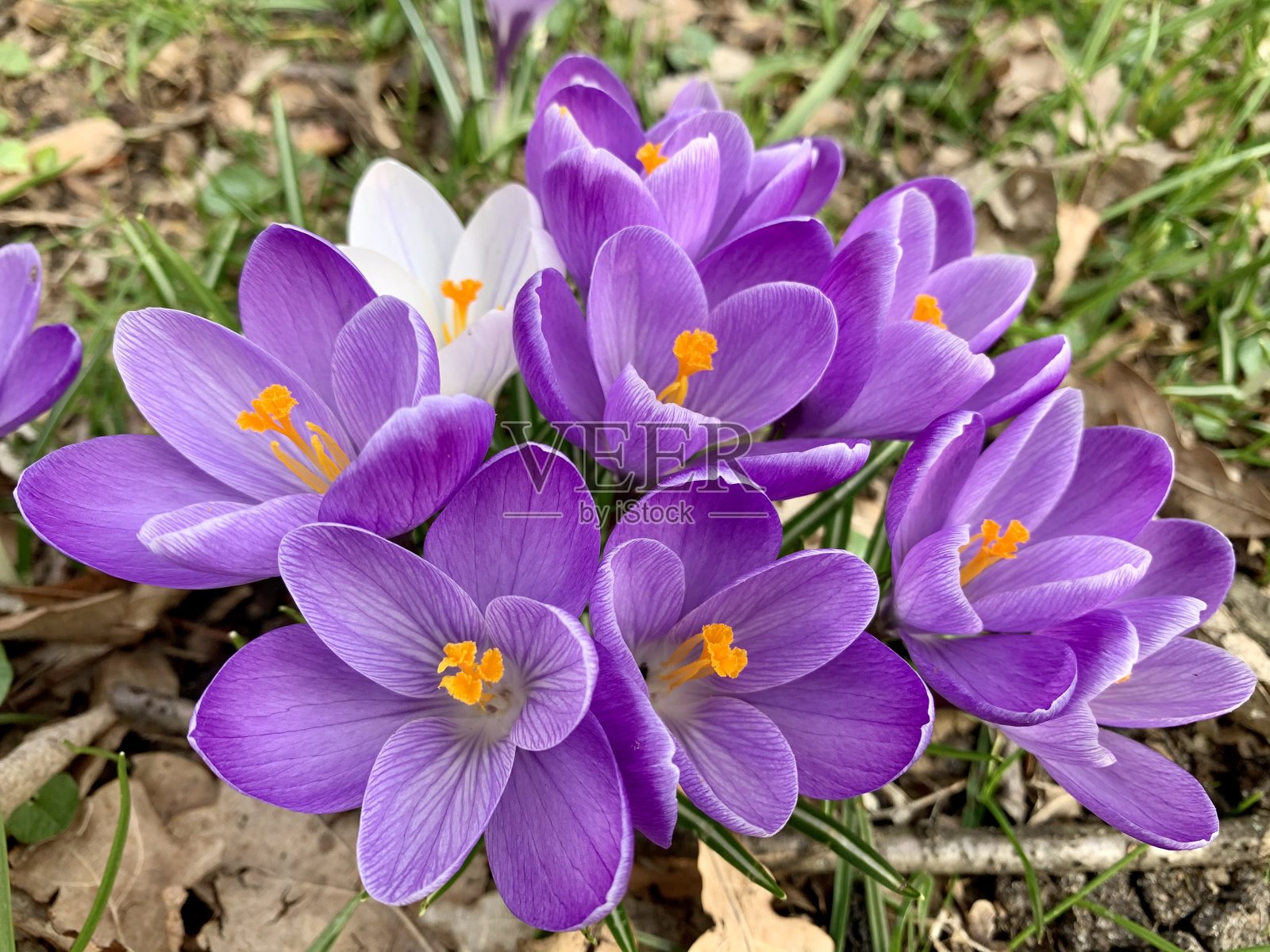 番红花属照片摄影图片