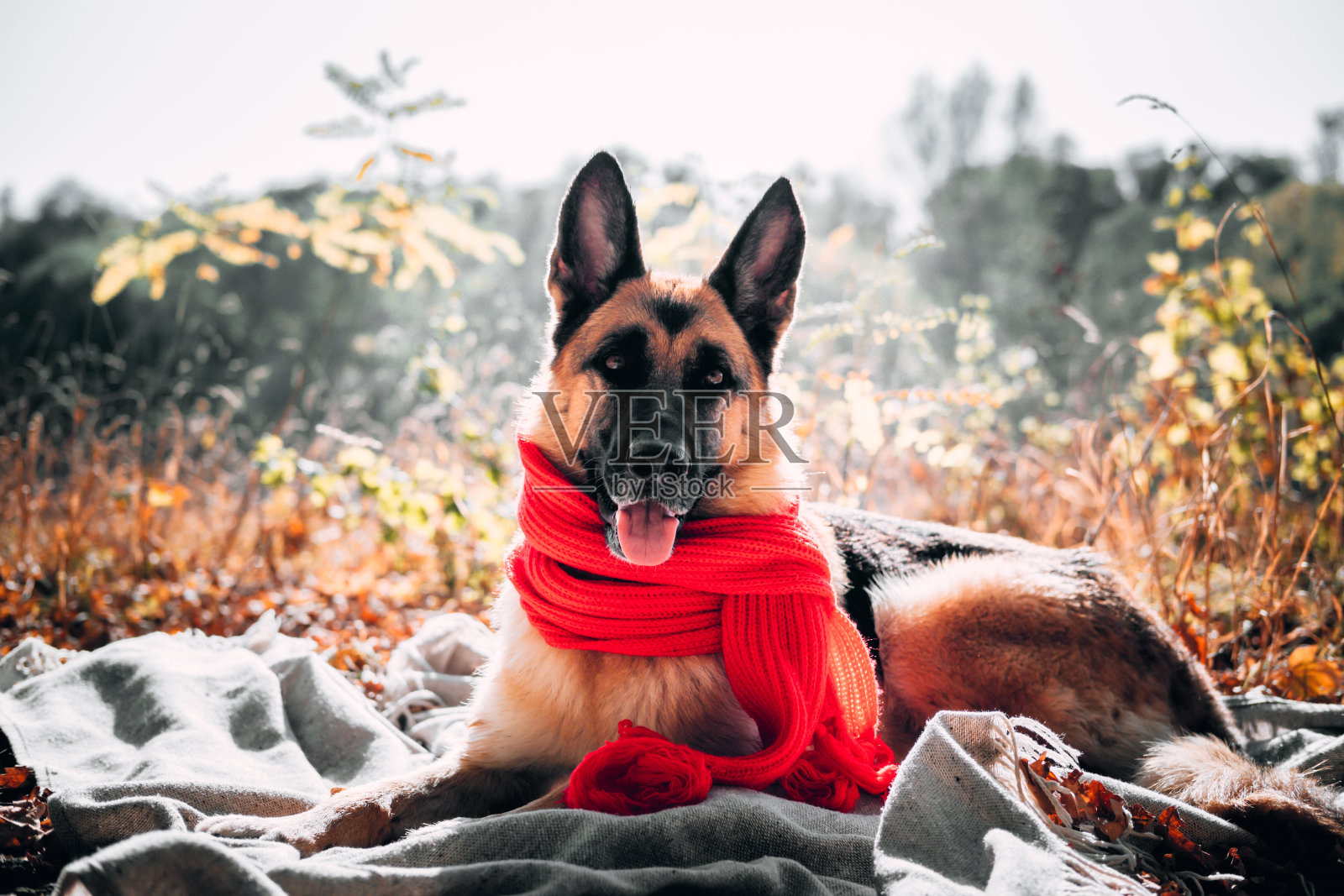 迷人的纯种狗。漂亮的水平图片狗的日历或屏幕保护程序。秋天黄色的森林里,一只戴着红色围巾的黑红相间的德国牧羊犬躺在毯子上。照片摄影图片