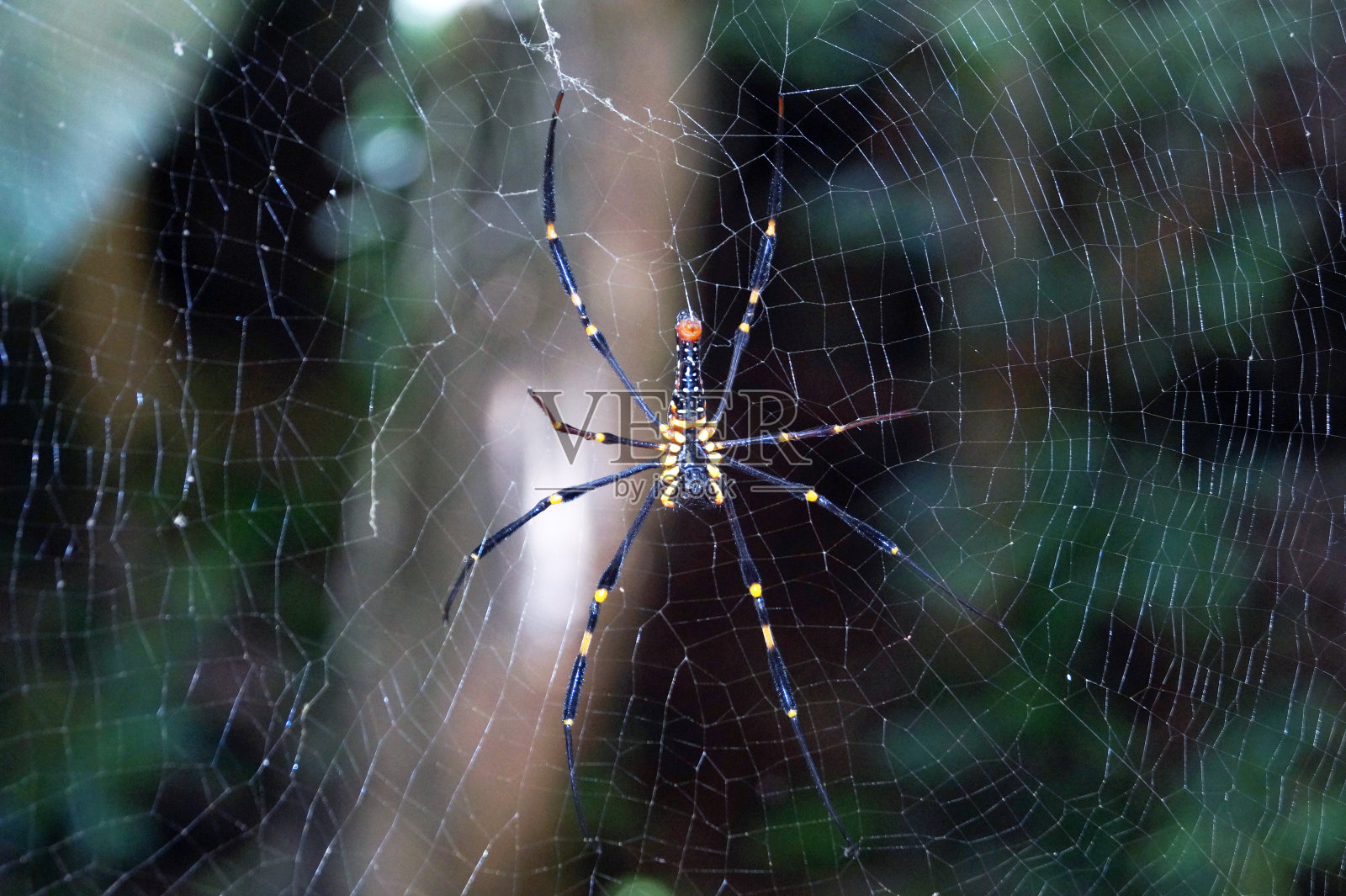 一只黑黄相间的蜘蛛在丛林里的藤蔓上织网照片摄影图片