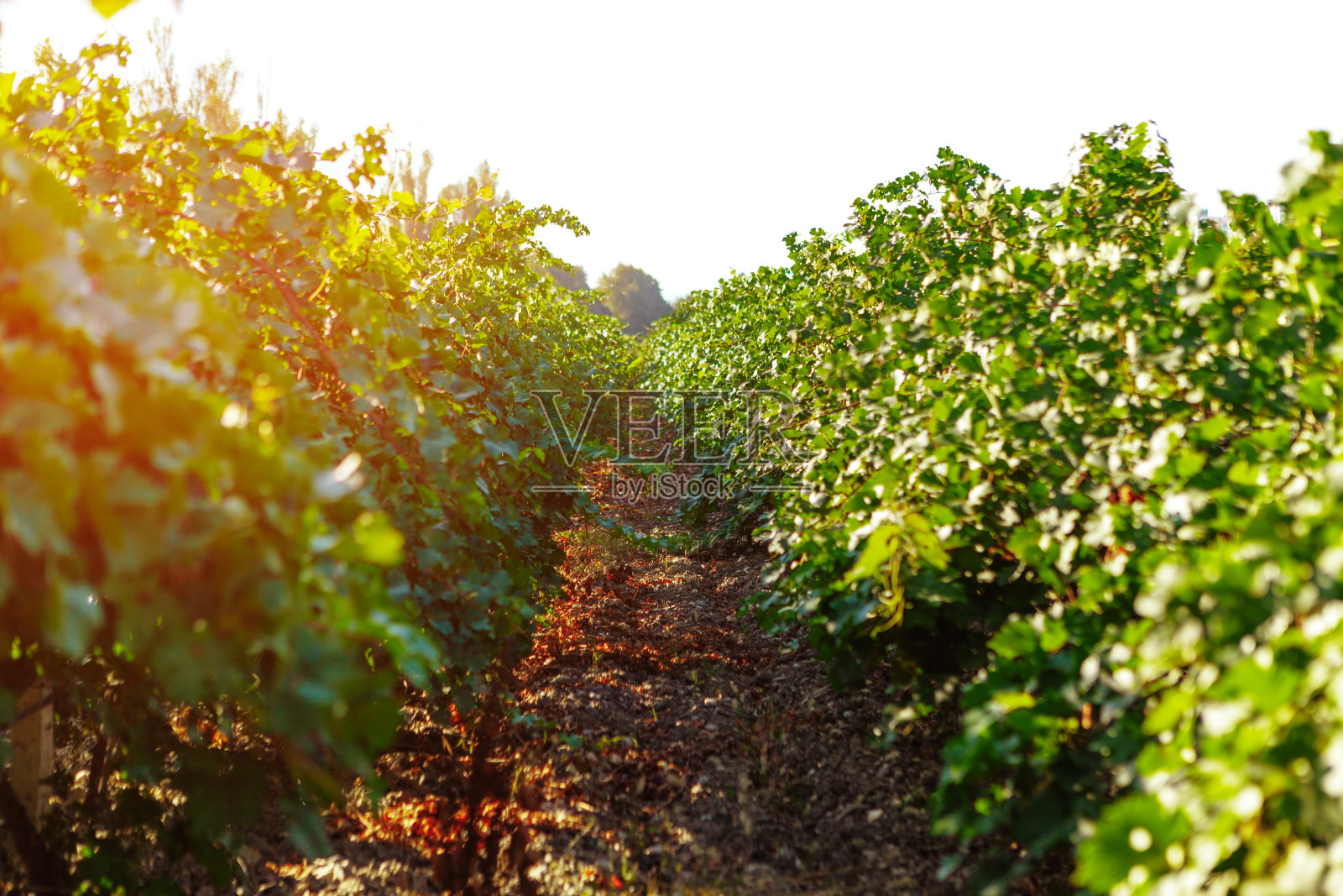 葡萄园里成排的葡萄照片摄影图片