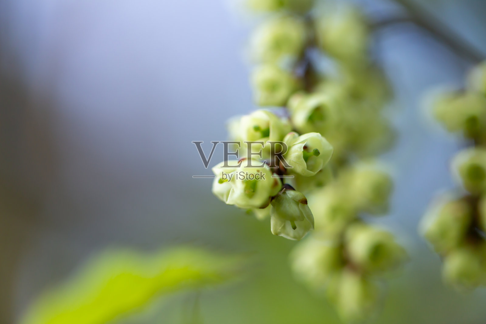 白色的花盛开在春天照片摄影图片
