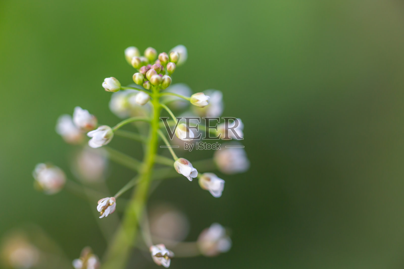 卡贝拉布尔萨牧师照片摄影图片