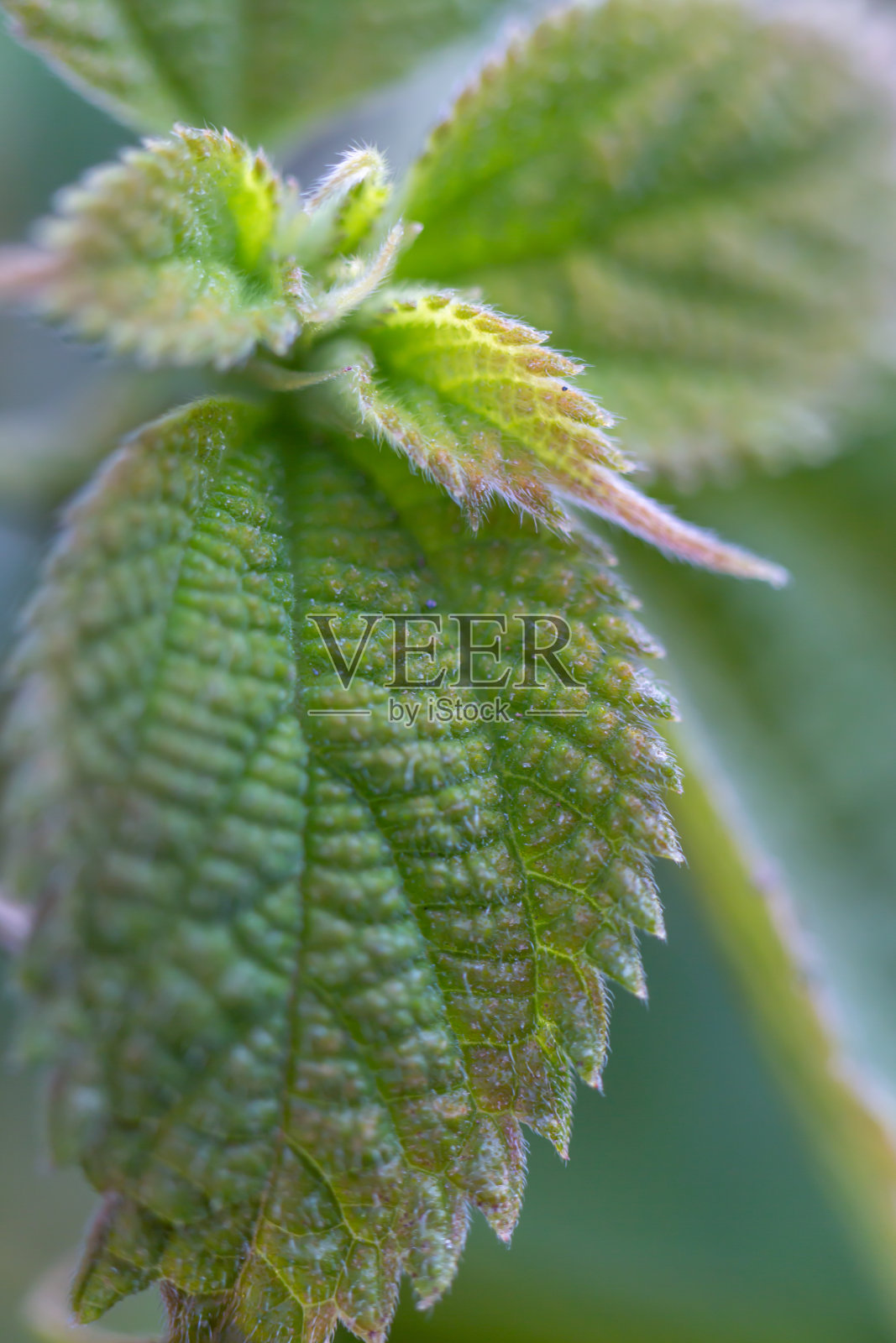 叶照片摄影图片