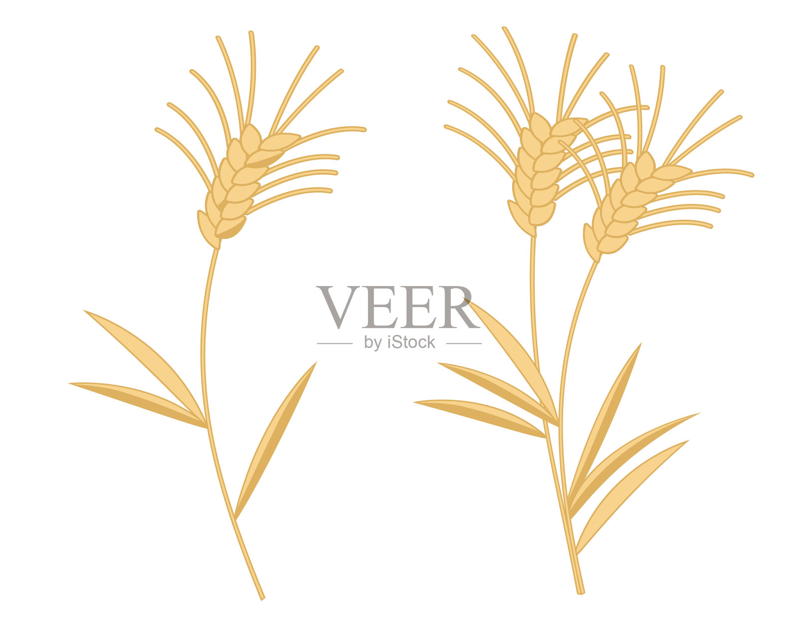 没有小麦线插画图片素材