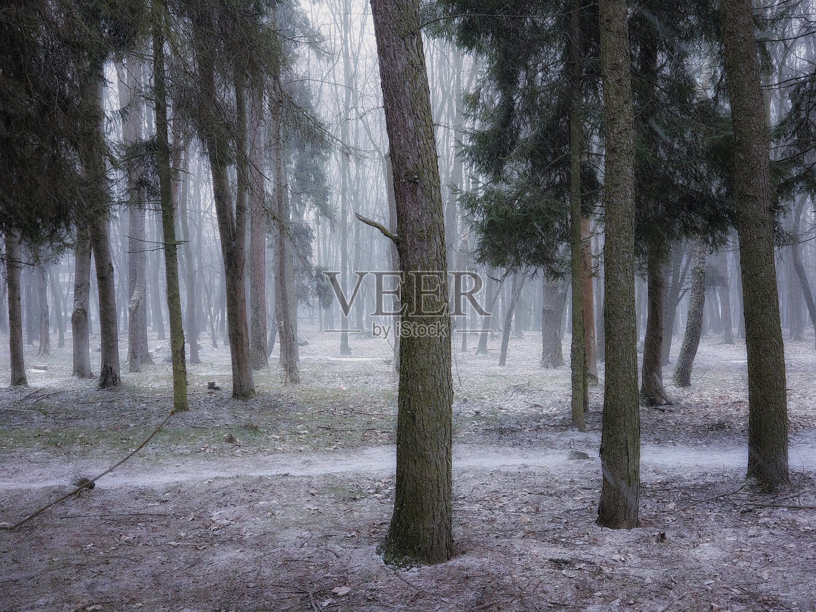 深秋雾蒙蒙的森林。森林里的立冬。公园里的第一场雪。照片摄影图片