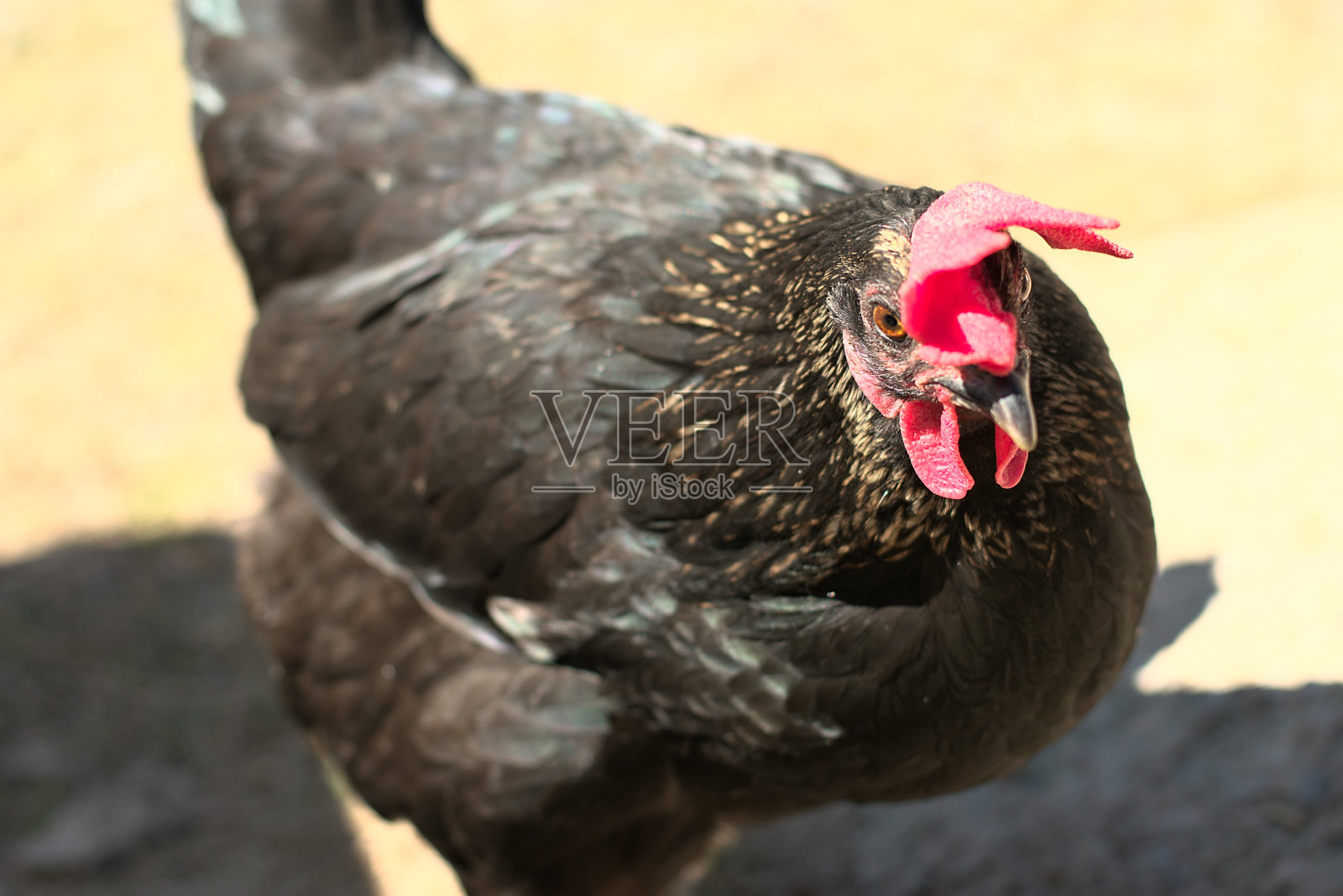 美丽的鸡展示她美丽的羽毛照片摄影图片