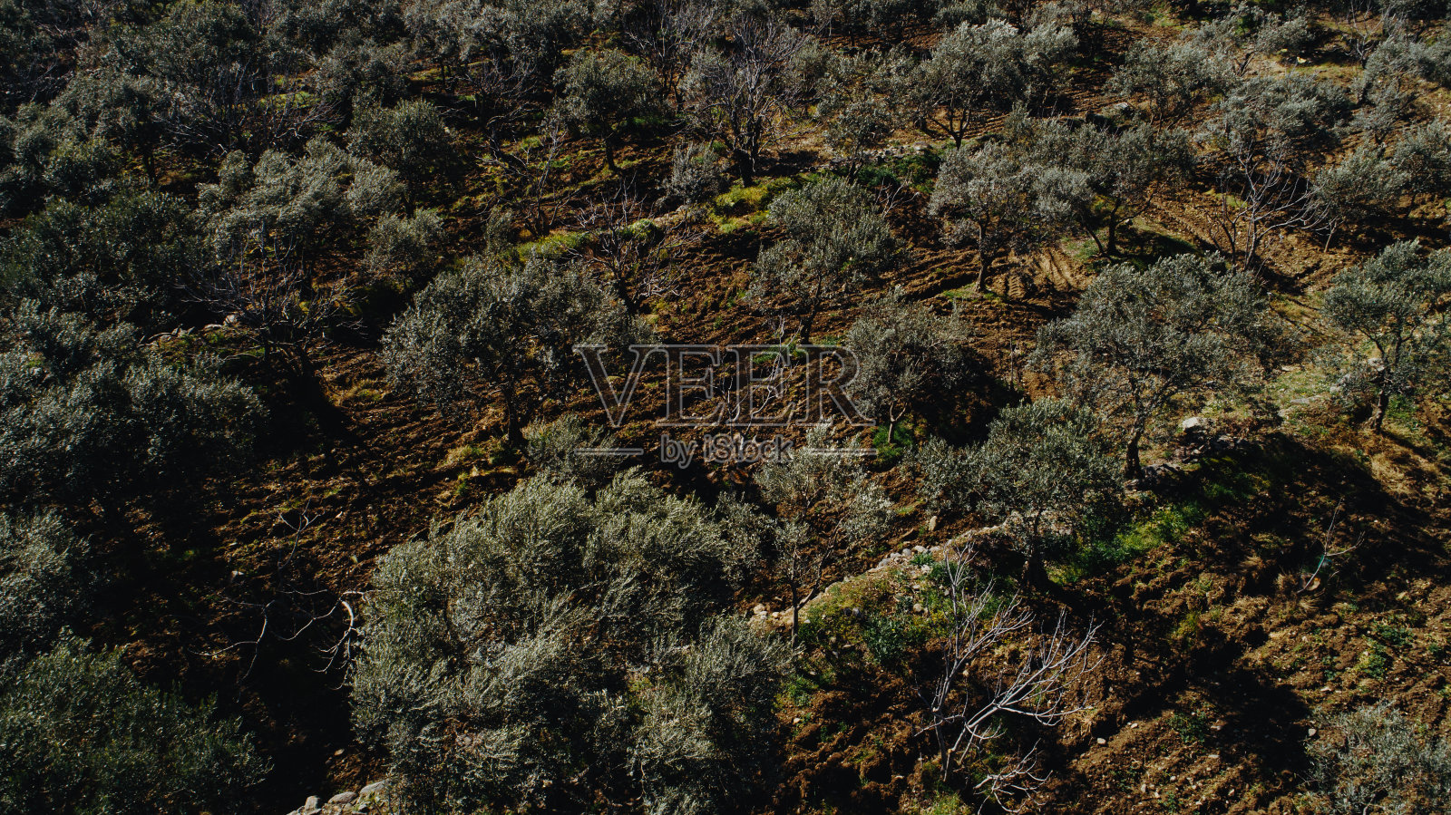 橄榄领域照片摄影图片