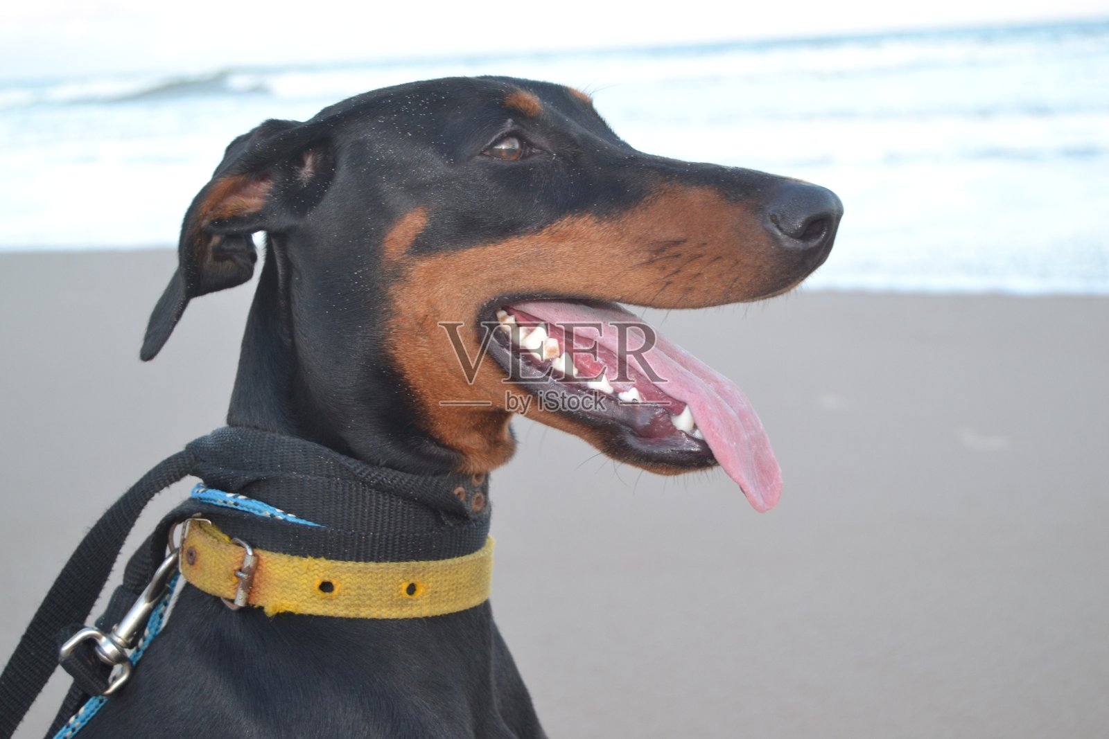 沙滩上的杜宾犬照片摄影图片