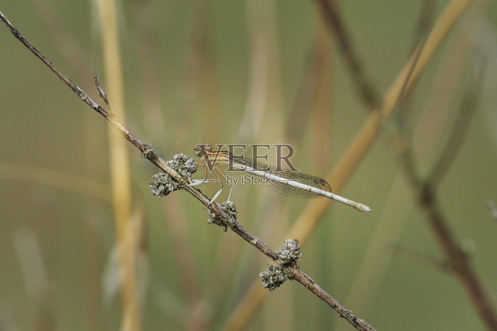白羽毛腿(扁豆)是一种豆娘。照片摄影图片
