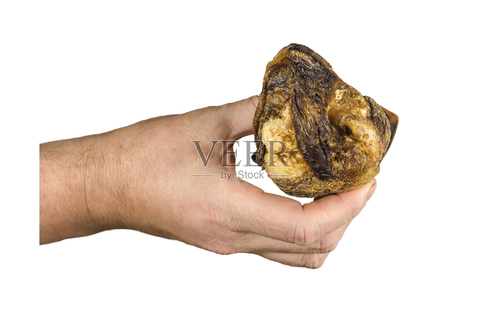 在白色的背脊上,男性的手展示了狗的干牛耳照片摄影图片