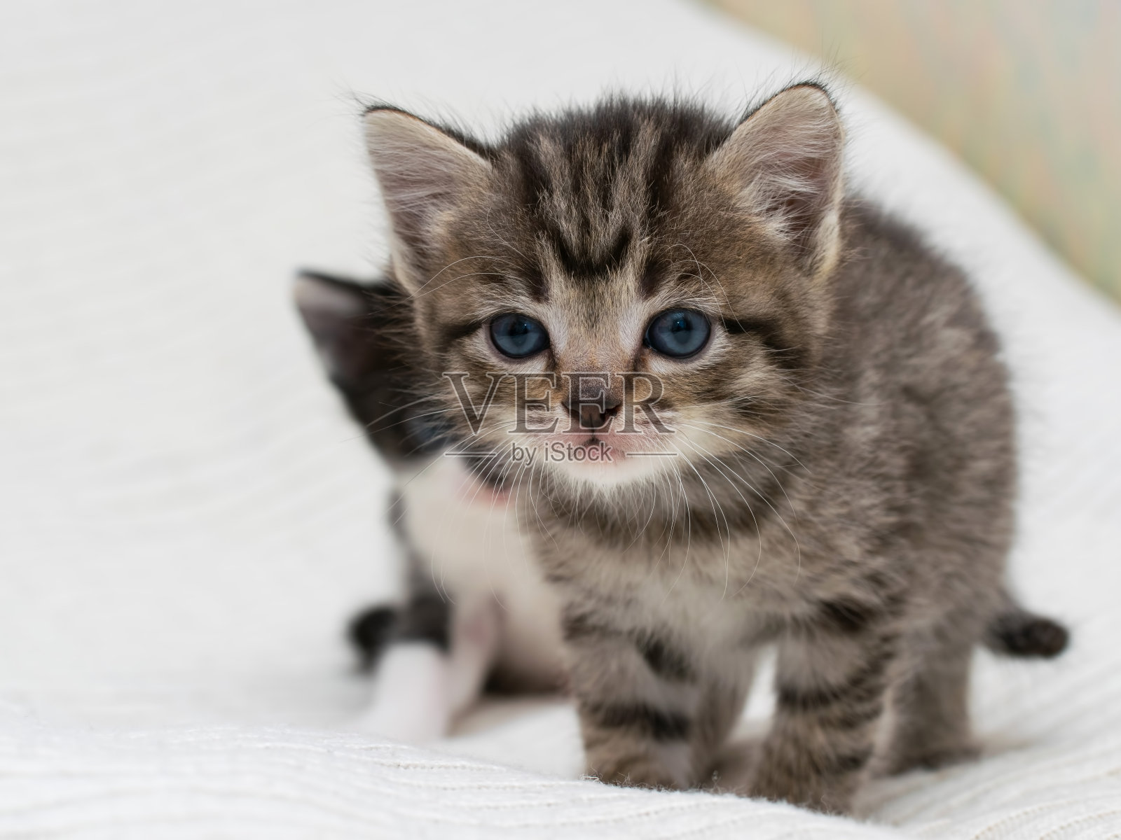 两个小家在格子呢上。照片摄影图片