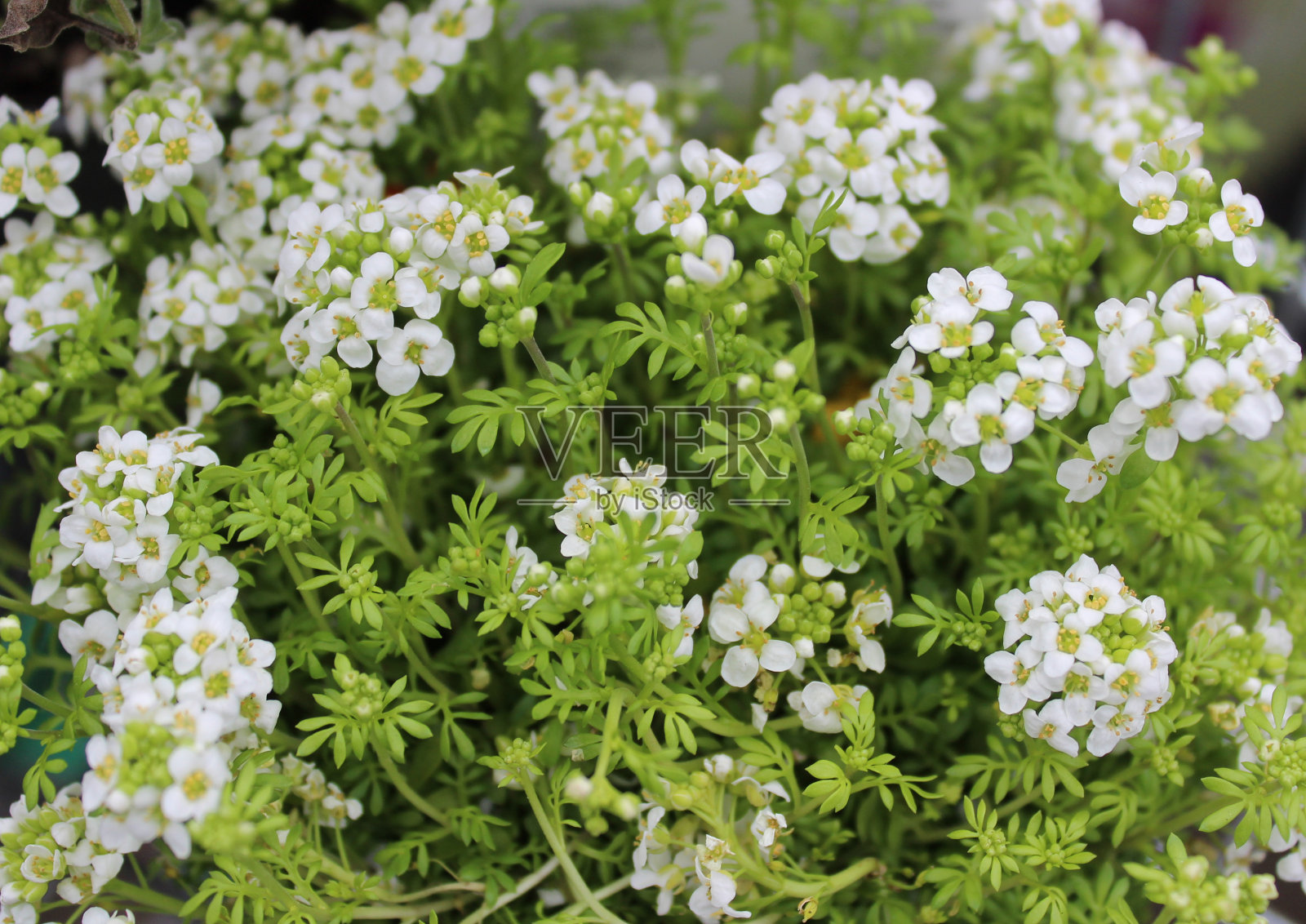 花园中的西洋樱草照片摄影图片