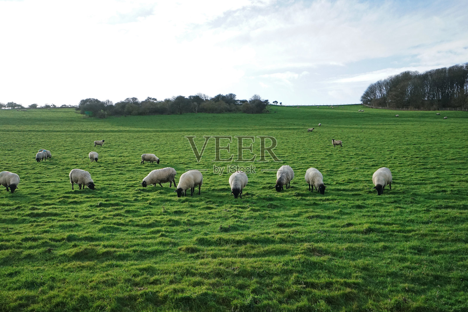 蓝天碧山,放羊吃草照片摄影图片