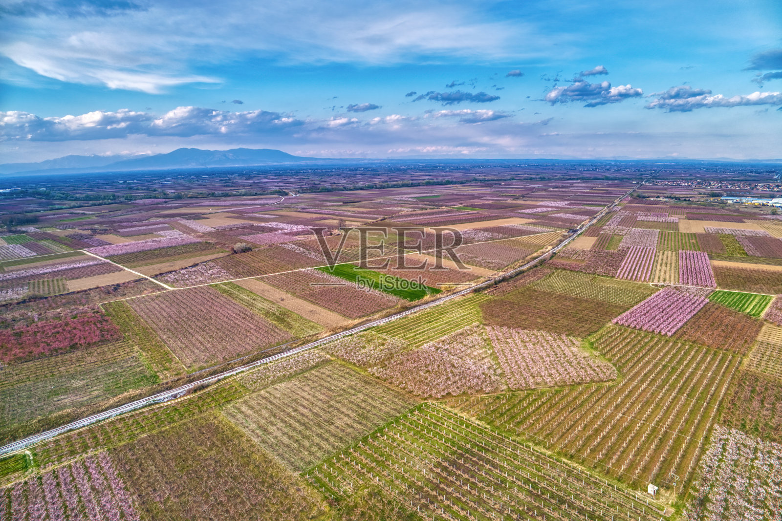 桃园的桃树在春天开花。无人机航拍照片摄影图片