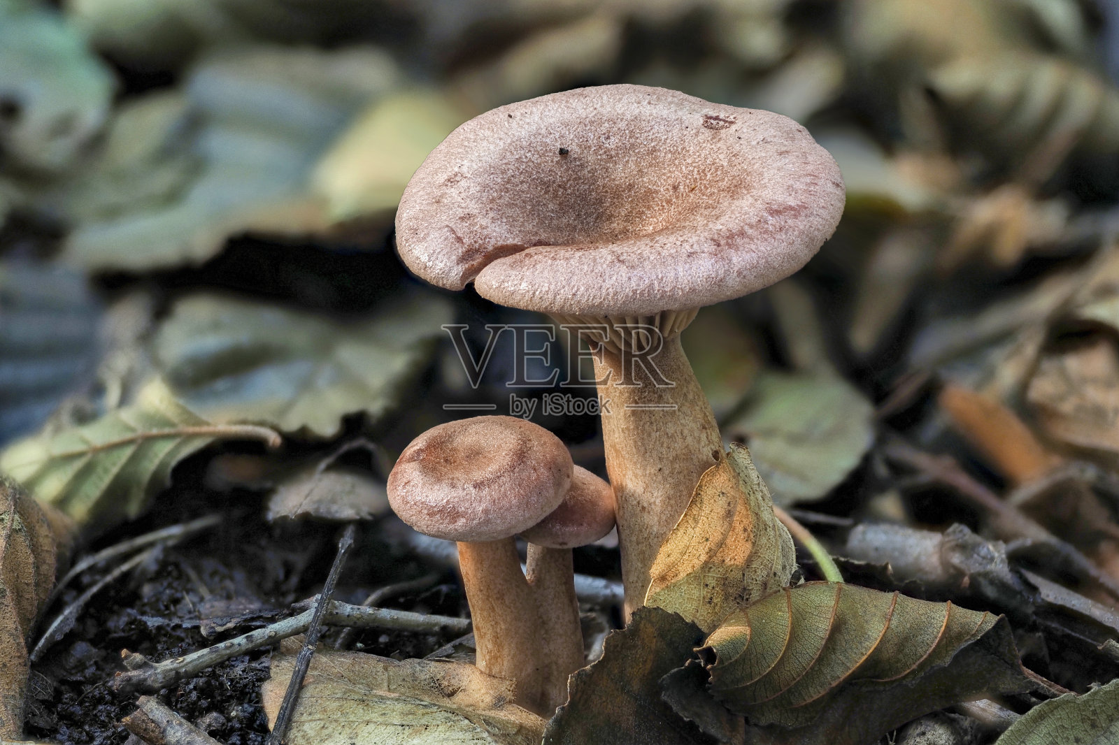 乳松乳帽(Lactarius lilacinus),或紫丁香乳帽(lilac milkcap),是Russulales目大型乳帽属的欧洲种。照片摄影图片