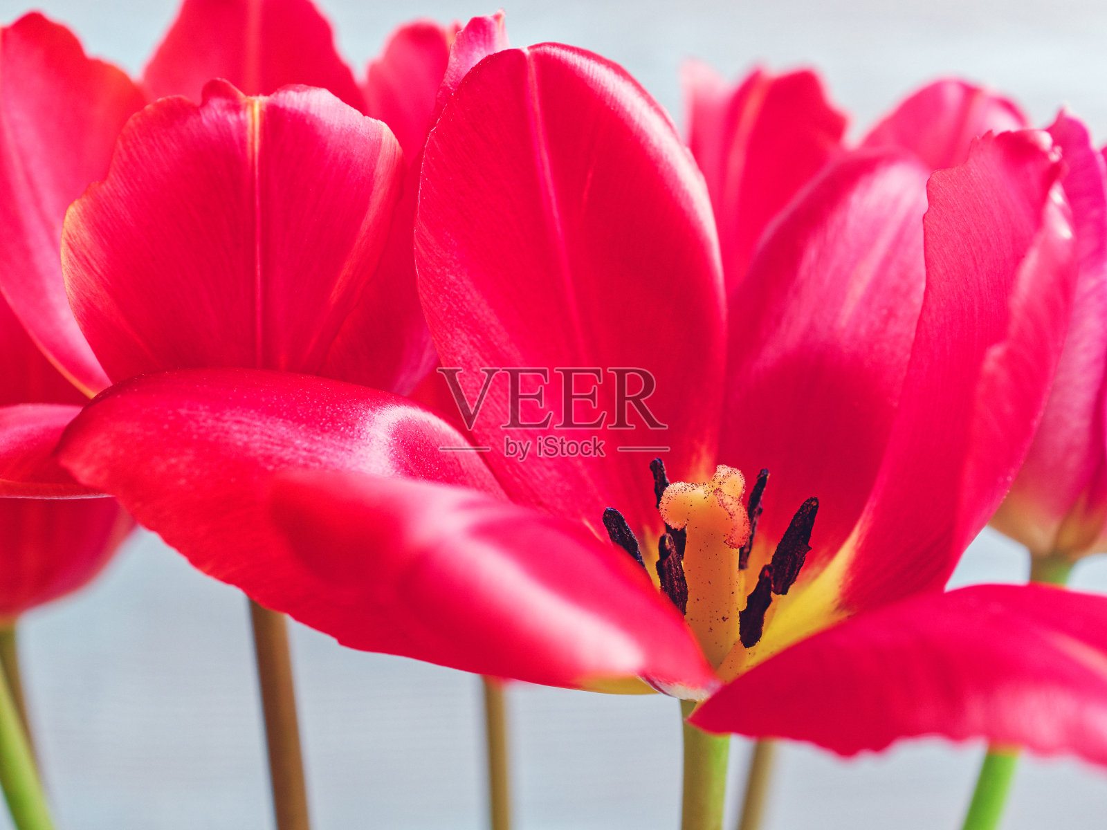 花组成。一个开放的花蕾的红色郁金香是在一个灰色的背景和背光的阳光。附近的阴凉处还有其他郁金香。照片摄影图片
