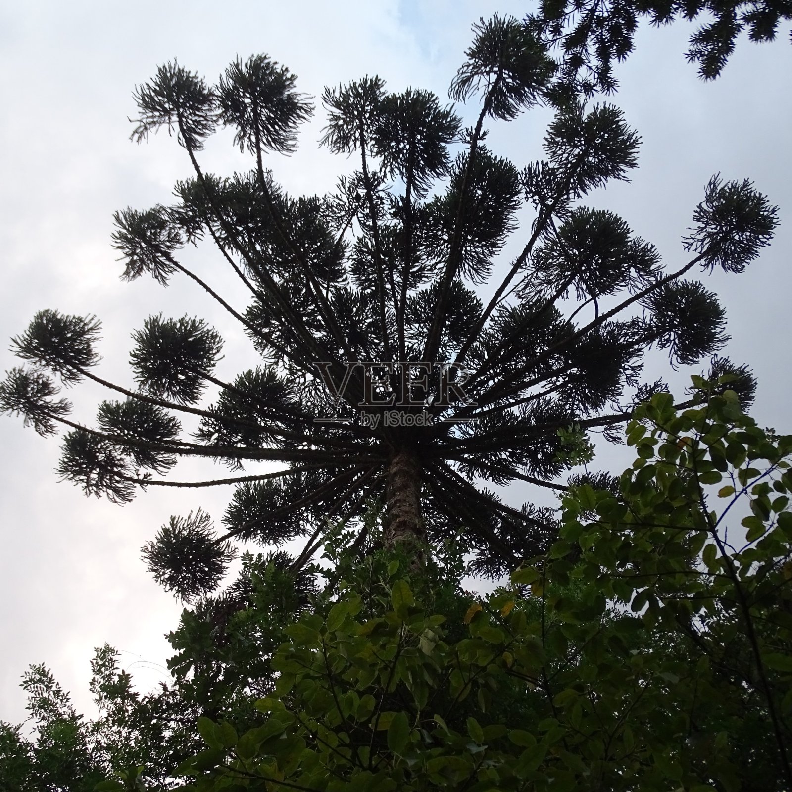 从下面看南洋杉树冠,蓝天背景照片摄影图片