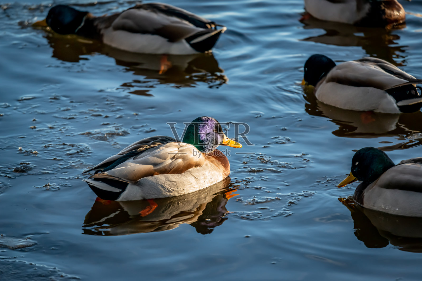 冬天河里的鸭子照片摄影图片